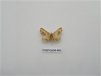 藏品(尺蛾194)的圖片